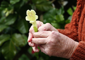 Arthritic hands holding a flower