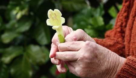 Arthritic hands holding a flower